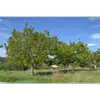 Cet arbre a un **port majestueux et étalé**, avec une **large frondaison arrondie** qui crée une ombre épaisse en dessous.