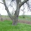 Le **tronc** du noyer est **court, trapu et large**, souvent divisé en grosses branches charpentières.