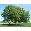 **Juglans regia** a des branches souvent tortueuses et un houppier large et presque sphérique, régulier et aéré malgré son aspect dense.
