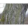 En vieillissant, l'écorce fonce, passant du gris clair à des tons plus sombres.