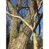 L'écorce du noyer est appréciée pour sa couleur et son aspect, qui varient selon les conditions de croissance et l'âge de l'arbre.