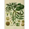 Les **feuilles** du noyer sont **alternes** et **imparipennées**, composées de **5 à 9 folioles** ovales et pointues, la foliole terminale étant souvent la plus grande.