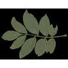 Les **folioles** sont **lisses, glabres et un peu coriaces**, de couleur **vert vif brillant** sur le dessus et plus claires en dessous.