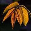 Le jeune feuillage du noyer est d'abord **bronze cuivré**, puis devient vert avec le temps.