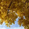 La **feuillaison est tardive**, le noyer étant parmi les derniers arbres à développer ses feuilles au printemps.