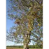 En automne, les feuilles tombent très tôt, caractéristique de l'espèce.
