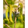 Les fleurs mâles forment de **gros chatons pendants**, tandis que les fleurs femelles apparaissent souvent par paires à l'extrémité des rameaux de l'année.