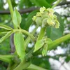 Les **fleurs mâles** sont verdâtres et les **fleurs femelles** vertes ou jaune verdâtre, apparaissant au printemps avant les feuilles, entre **avril et mai**.