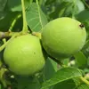 Les **fruits** du noyer sont des **drupes (fruit charnu à noyau) ovoïdes** de **5 à 6 centimètres** de longueur, avec une enveloppe externe charnue appelée **brou** qui se dessèche et se fend à maturité, révélant la noix.