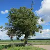 En France, le noyer est **largement cultivé sur tout le territoire**, bien qu'il soit plus rare dans les zones de climat océanique et en Corse.