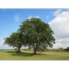 Il préfère les **sols profonds, limoneux-argileux, bien drainés** et pousse principalement à l'étage collinéen, jusqu'à **700-800 mètres d'altitude**.