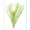 La **floraison** du pin parasol a lieu de **d'avril à mai** et se caractérise par des fleurs **jaunes et petites**.