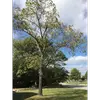 L'arbre est aussi subspontané dans certaines régions, c'est-à-dire qu'il peut se développer à l'état sauvage après avoir été cultivé.
