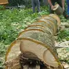 Le bois de noyer est très recherché en ébénisterie pour sa **stabilité, sa beauté et sa facilité d'usinage**.
