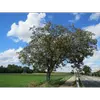 Le noyer est un arbre **thermophile**, préférant les climats doux et les sols bien drainés, mais il est sensible aux **gelées printanières** qui peuvent compromettre sa floraison et sa fructification.