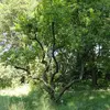 L'arbre présente une **silhouette largement étalée** avec des **branches tortueuses et souvent emmêlées**, lui donnant un aspect désordonné mais charmant.