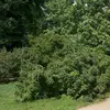 C'est un arbre à port étalé, souvent cultivé en demi-tige pour faciliter la récolte des fruits.