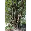 Le tronc et les rameaux sont tortueux, accentuant l'apparence irrégulière et sinueuse de l'arbre, typique de son genre.
