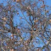 En automne et en hiver, l'écorce du néflier, souvent partiellement dénudée de ses feuilles, est particulièrement visible, ajoutant un intérêt visuel aux paysages.