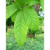 La face supérieure des feuilles est **glabre et vert pâle**, tandis que la face inférieure est **tomenteuse (duveteuse)**, offrant un toucher doux et soyeux.
