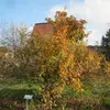 En automne, les feuilles du néflier deviennent dorées avant de tomber, ajoutant de la couleur à leur environnement.