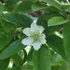 Les **fleurs** du néflier sont **blanches** et apparaissent de **mai à juin**.