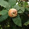 Les **fruits**, appelés **nèfles**, sont **ronds, bruns**, avec un diamètre de **2 à 3 centimètres**, parfois **4 à 6 centimètres** selon la variété.