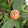 Ils ont une forme de petite poire ou de toupie aplatie, avec des sépales persistants à leur sommet.