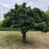 La **floraison** du néflier a lieu de **fin avril à mai**, et la **fructification** de **septembre à novembre**.