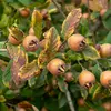 Les fruits doivent être consommés très mûrs, lorsqu'ils sont **blets**, c'est-à-dire que leur chair est ramollie.
