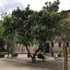 **Mespilus germanica** est originaire d'**Asie Mineure**, mais se trouve aussi en **Europe du Sud-Est**, notamment en **Turquie, au Caucase, en Iran, en Irak, et dans les Balkans**.