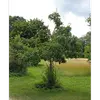 En France, le néflier est commun dans le **Sud et le Sud-Ouest**, souvent planté dans les **jardins et vergers**.
