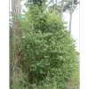 Le **néflier est très rustique** et s'adapte bien à divers climats, mais il ne tolère pas l'excès d'eau.