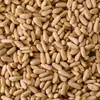 Les pignons, utilisés en **pâtisserie et cuisine méditerranéenne**, sont appréciés pour leur goût sucré et leur texture riche.