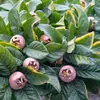 Le fruit du néflier, bien que peu connu, a une longue tradition d'utilisation culinaire et médicinale en Europe.