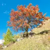 **Sorbus aucuparia**, communément appelé **sorbier des oiseleurs**, est un **petit arbre** atteignant généralement une hauteur de **15 à 20 mètres**.