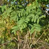 Les **feuilles** sont **composées et pennées**, comprenant **5 à 7 paires de folioles lancéolées** finement dentées sur les bords.