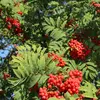 Le dessus des feuilles est **vert foncé** tandis que le dessous est **clair et légèrement duveteux**, surtout au printemps.