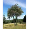 Cet arbre a une **longévité d'environ 120 ans**, lui permettant de prospérer plusieurs décennies.