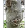 Avec l'âge, elle devient **rugueuse**, typique des arbres à croissance lente.