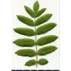 Les **feuilles** de **Sorbus aucuparia** sont **composées**, formées de **plusieurs folioles** disposées le long d'un pétiole central.