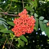 Les **fruits** sont de petites **baies rouges orangées** d'environ **1 centimètre de diamètre**.