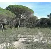 Il pousse bien dans les **zones sclérophylles** (forêts, terres boisées et broussailles méditerranéennes), souvent associé au **chêne vert** et au **pin d'Alep**, et préfère les **sols secs bien drainés** mais peut s'adapter aux sols **profonds et frais**.