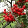 Ils apparaissent en grappes à la fin de l'été et persistent souvent tout l'hiver, fournissant une nourriture essentielle pour les oiseaux.