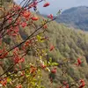 La **fructification** a lieu de **août à octobre**, période où les fruits mûrissent et sont consommés par les oiseaux.