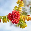 Les fruits contiennent de l'**acide parasorbique**, toxique pour les humains crus, mais neutralisé par la cuisson.
