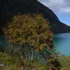 Le **sorbier des oiseleurs** est **très commun dans les zones de montagne** et aussi présent en plaine, surtout dans le nord de la France.