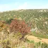 Il préfère les **lisières de forêts**, les **haies**, et les **endroits rocheux** en altitude moyenne.