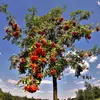 Il est **largement distribué à travers l'Europe et l'Asie tempérée**, du **Liban** à la **Russie**, et s'est naturalisé en **Amérique du Nord** grâce à la culture et à la dispersion par les oiseaux.