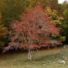 Cet arbre est également planté dans les **parcs et jardins urbains** pour son aspect décoratif et sa **taille modeste**.